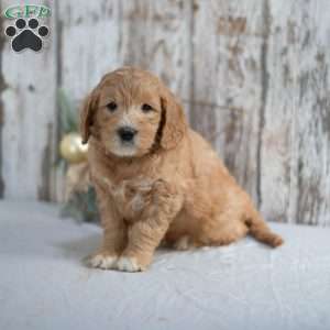 Gerald, Mini Goldendoodle Puppy